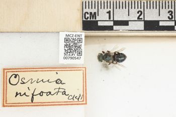 Media type: image;   Entomology 790547 Aspect: Labels